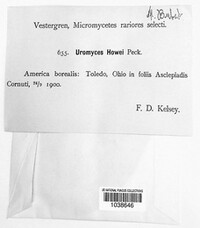 Uromyces howei image